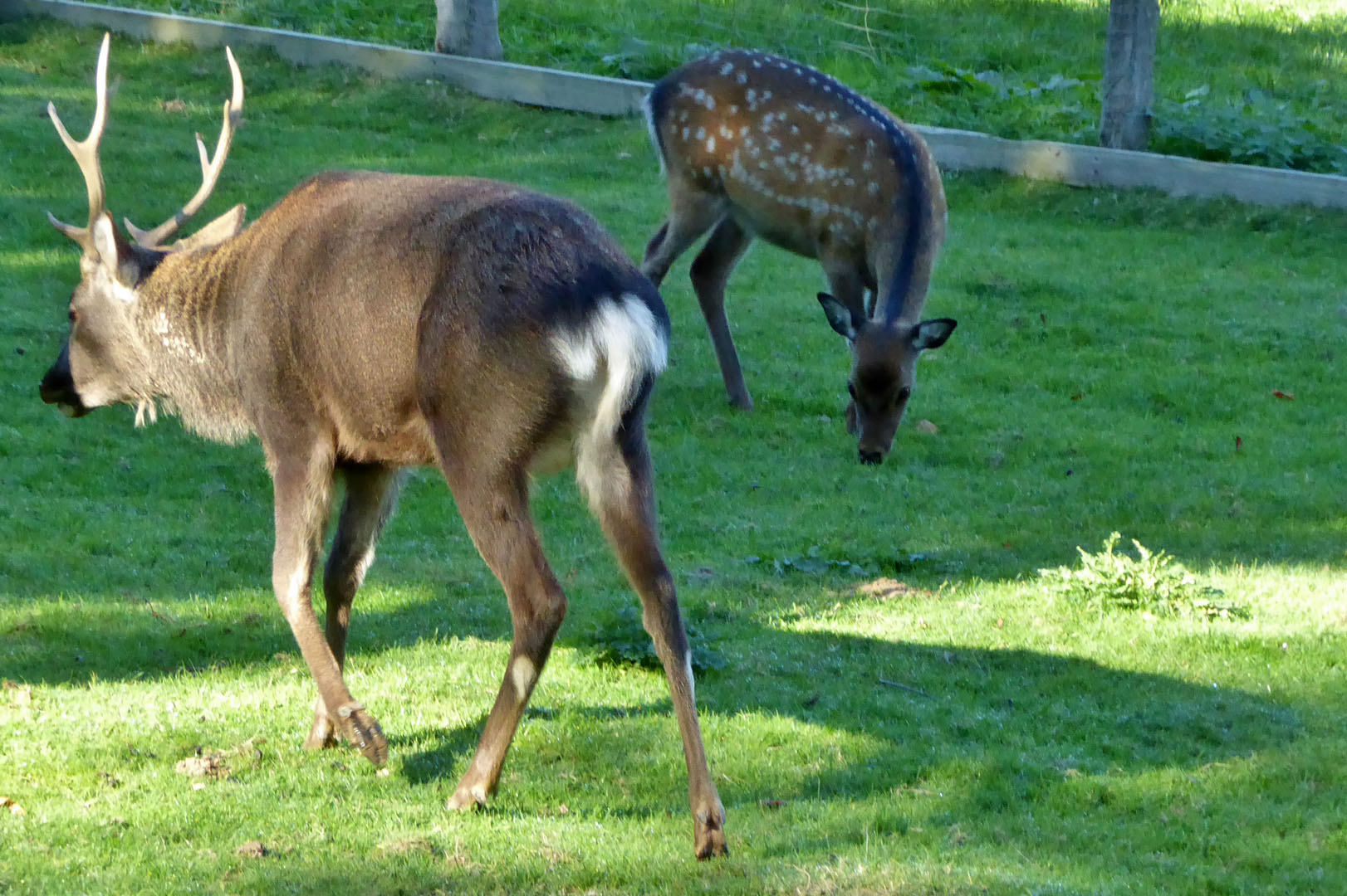 Tierpark Krüzen bei Lauenburg, Ausflug der FIR am Samstag, den